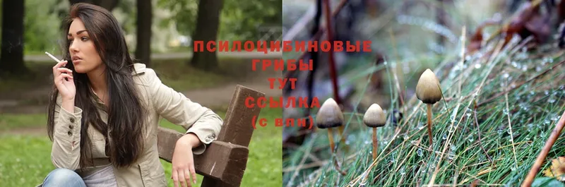 Галлюциногенные грибы Psilocybe  площадка официальный сайт  Армянск 